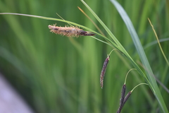 Carex lyngbyei