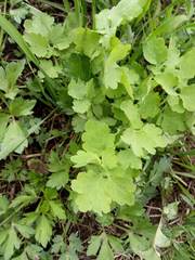 Chelidonium majus