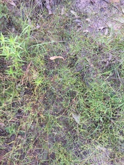 Stylisma pickeringii pattersonii