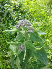Hesperis pycnotricha