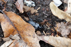 Abax parallelepipedus