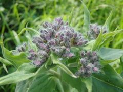 Hesperis pycnotricha