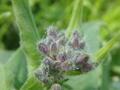 Hesperis pycnotricha