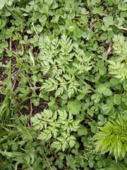 Anthriscus sylvestris