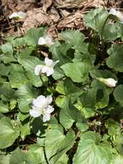 Viola