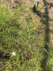 Stylisma pickeringii pattersonii