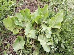 Rumex confertus