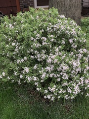 Daphne × burkwoodii