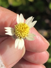 Tridax procumbens image