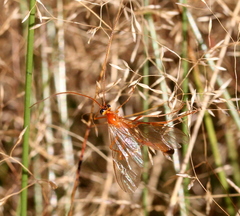 Enicospilus ramidulus
