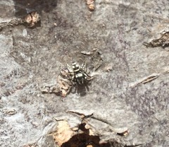 Salticidae