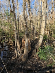 Taxodium distichum