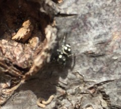 Salticidae