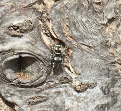 Salticidae