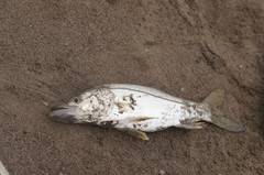 Centropomus undecimalis