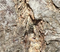 Salticidae