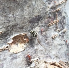Salticidae