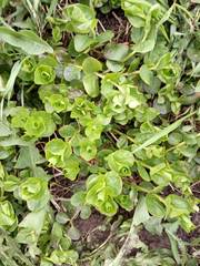 Lysimachia nummularia