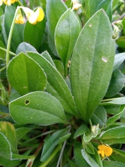 Scorpiurus muricatus