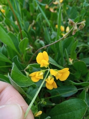 Scorpiurus muricatus