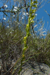 Holothrix brevipetala