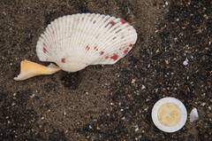 Anadara secticostata