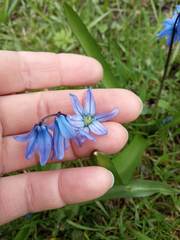 Scilla siberica