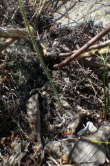 Holothrix brevipetala