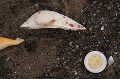 Anadara secticostata