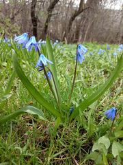 Scilla siberica