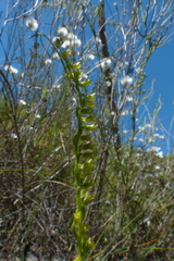 Holothrix brevipetala