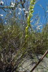 Holothrix brevipetala