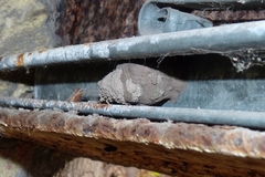 Sceliphron asiaticum