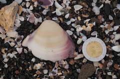 Polymesoda floridana