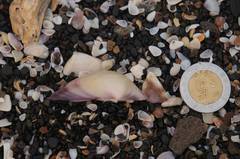 Polymesoda floridana