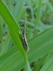 Algete brunneri