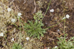 Teesdalia