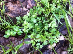 Ranunculus repens