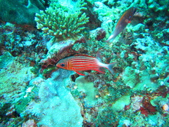 Sargocentron diadema