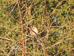 Geoffroea decorticans
