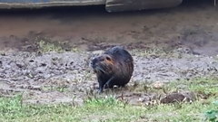 Myocastor coypus