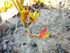 Acmispon distichus