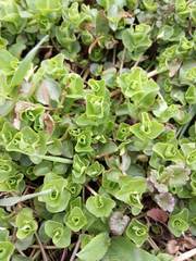 Lysimachia nummularia