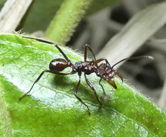 Ectatomminae