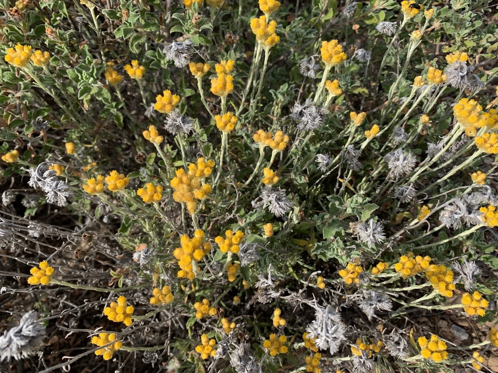 Yellow amaranth (Helichrysum stoechas)