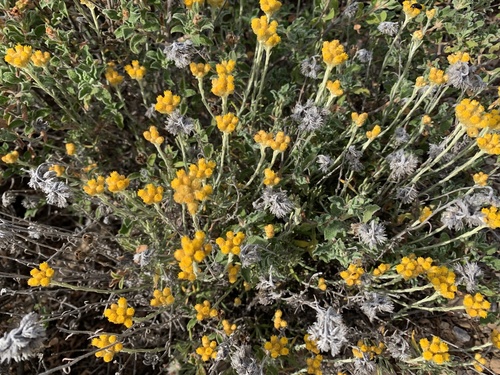 Yellow amaranth (Helichrysum stoechas)