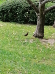 Turdus merula