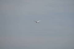 Egretta rufescens