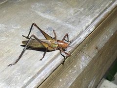 Ischnomela pulchripennis