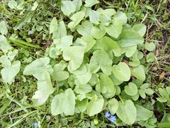 Ficaria verna